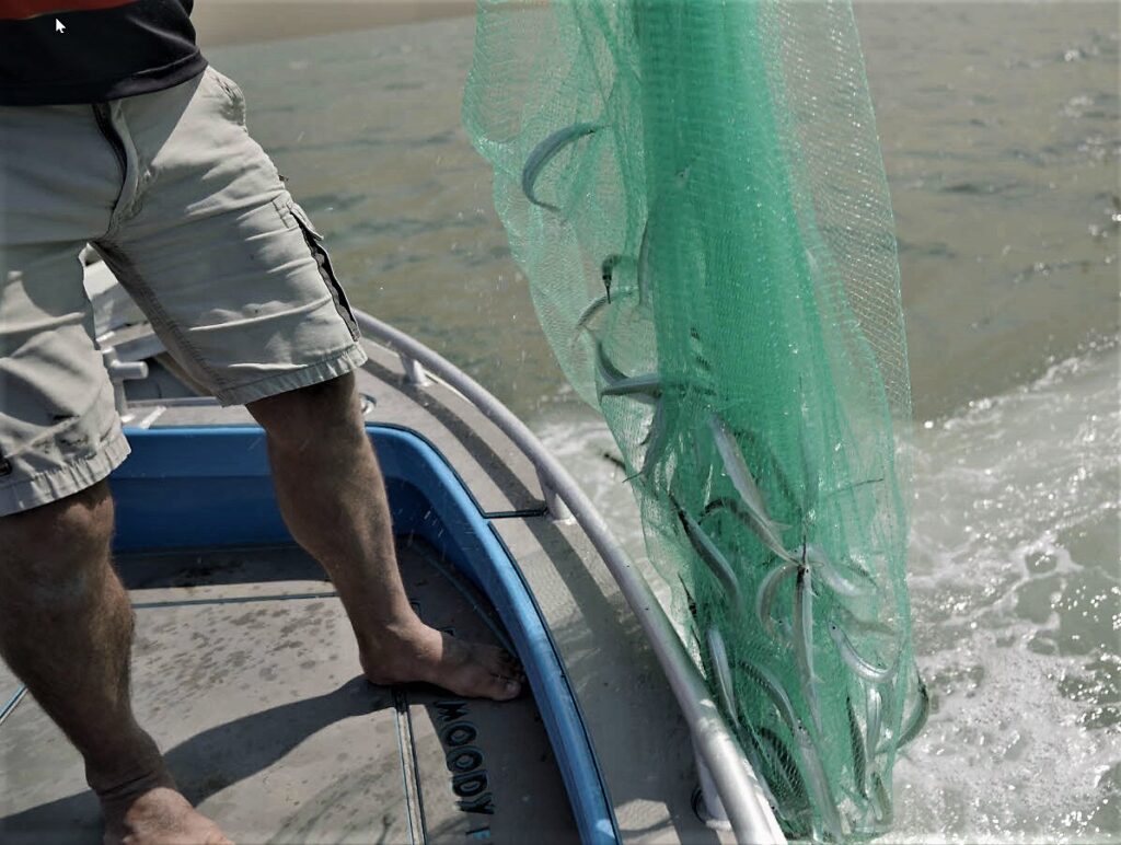 garfish or ballyhoo in a cast net