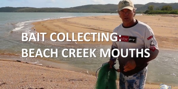 Collecting bait at beach creek mouths