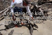How to catch mangrove crabs