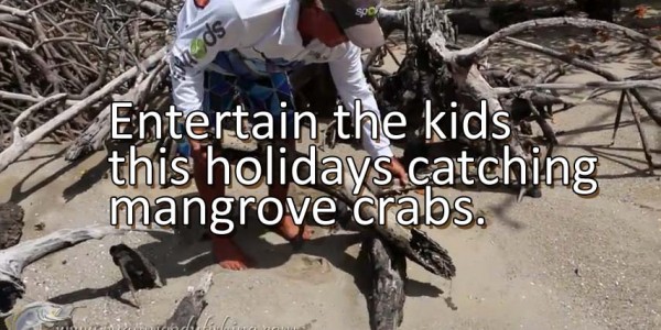 How to catch mangrove crabs