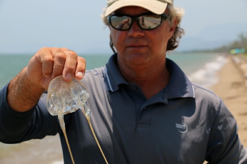 Removing box jellyfish caught in cast net