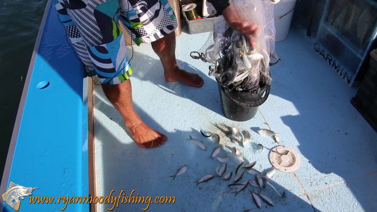 catching herring for live bait with a draw string cast net