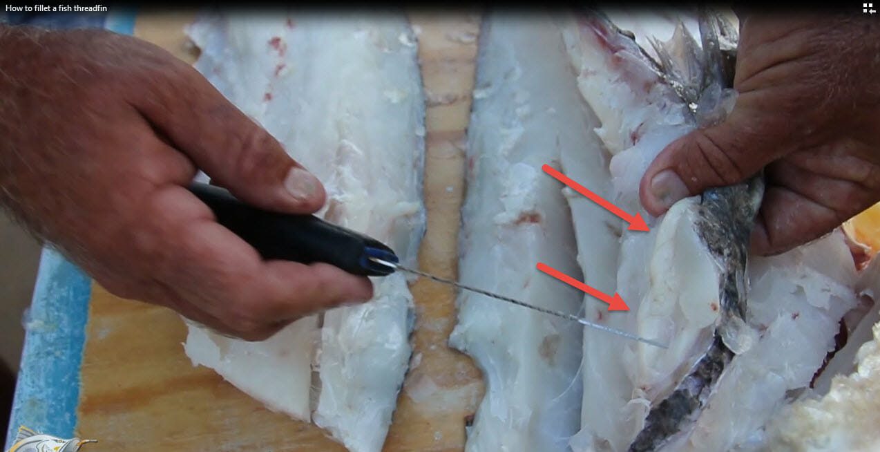 Nodules on the backbone of a King Threadfin Salmon in Australia