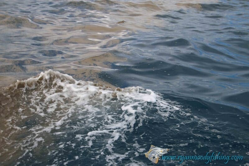 Algal bloom on ocean surface