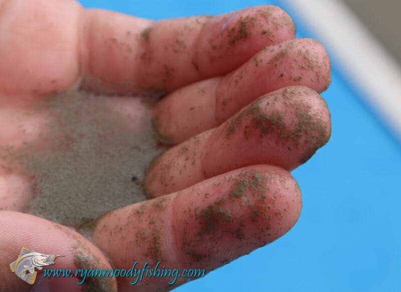 Algal bloom on the ocean surface