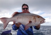Red bass are high risk carriers of ciguatera toxin