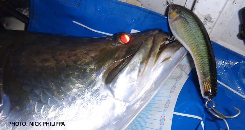 Dam barramundi caught on 'Cloney' twitch bait lure