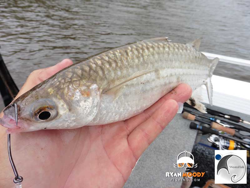 Big mullet catch big barra. However finding these models can be testing and presenting them correctly is the key