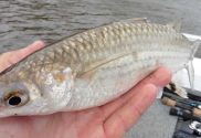 Big mullet catch big barra. However finding these models can be testing and presenting them correctly is the key