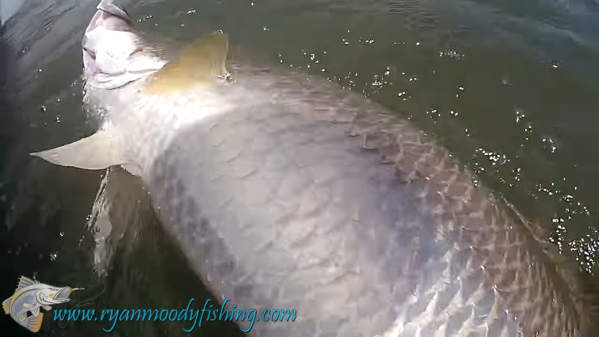 Catching Big Barramundi 11-upscaled