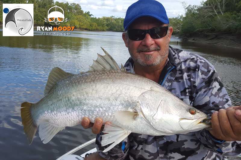 Healthy school barramundi which took a live mullet bait