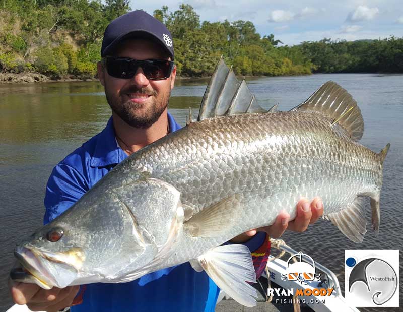 This a barramundi from a hot live bait session which changed my mindset on live baiting