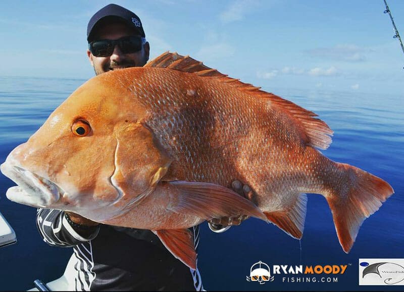 Red Emperor are frequent residents of Wonky Holes