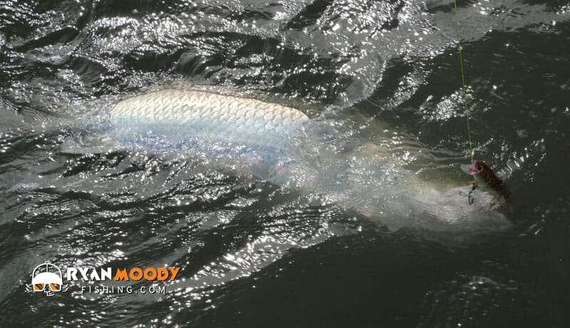 big barramundi caught on a handmade fishing lure