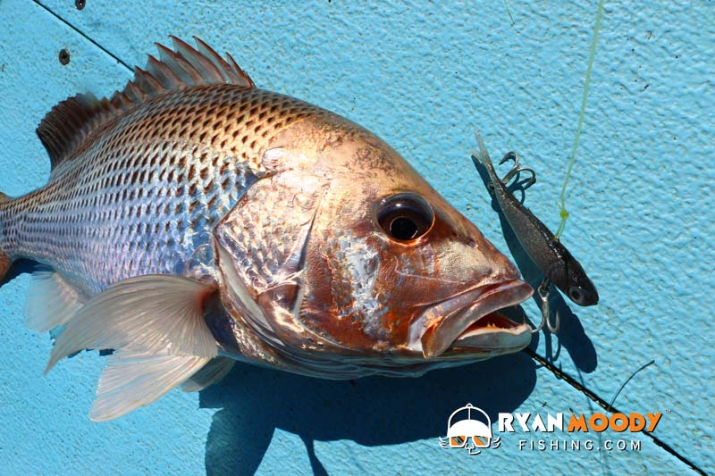 Jigging with soft plastics is also an effective way to catch Fingermark - Golden Snapper
