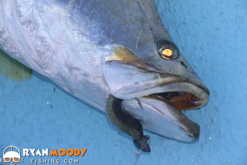 Fishing with jig heads to catch big barramundi