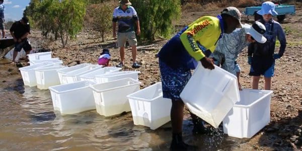 barra fingerlings in ross river dam