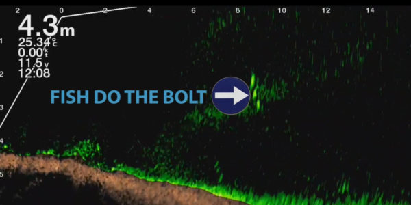 Garmin livescope sonar great for understanding fish behaviour