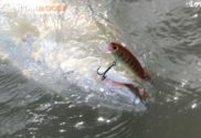 Metre plus barramundi on a handcrafted timber lure