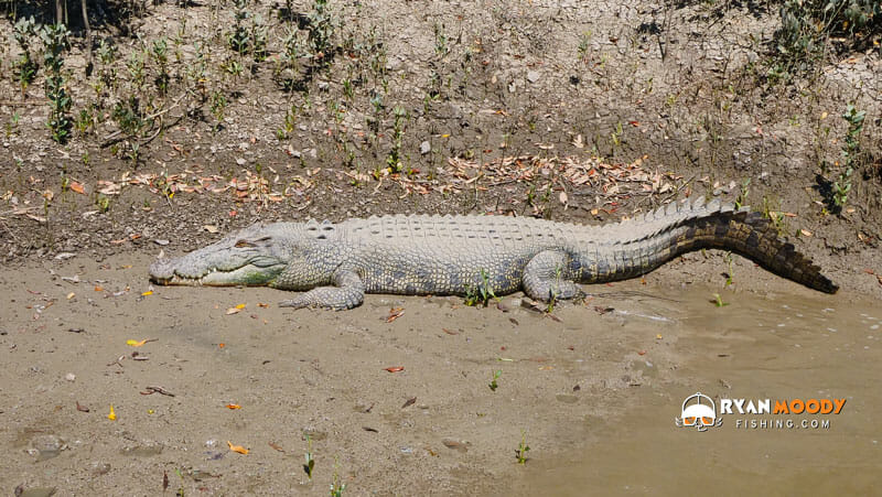 Large crocs are a common sight while fishing in the Northern Territory. 