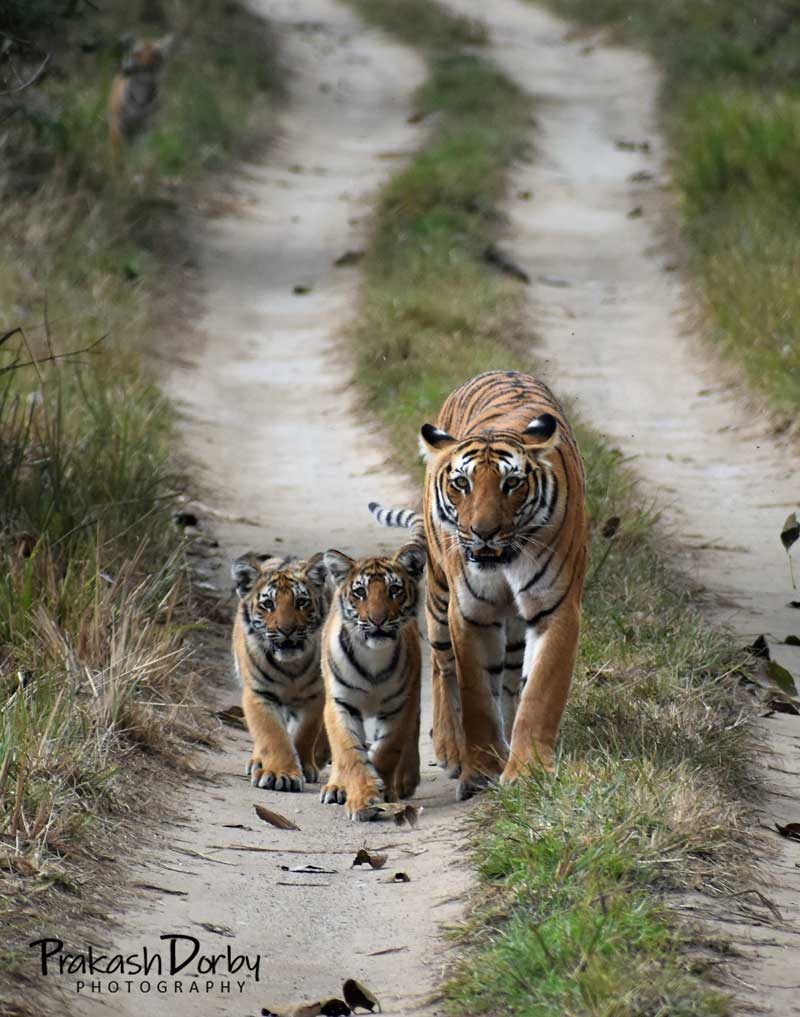 Tigeress and three cubs - dangerous animals