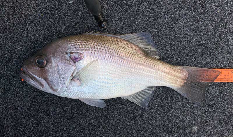 With big eyes and shiny silver sides, Pearl Perch are a stunning fish.