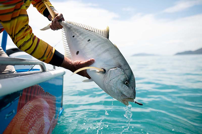Gold spot trevally are also a fun sportsfish but not much chop to eat.
