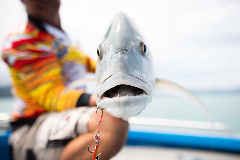 Slow pitch jigging for the Gangsta of the ocean, GT or giant trevally. 