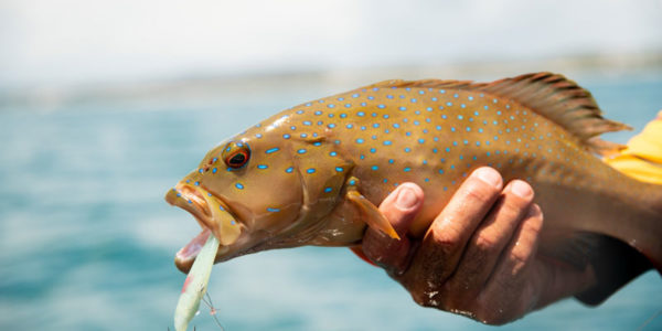 Fishing FNQ for top eating fish like coral trout