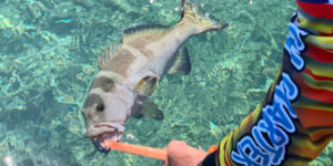 coral trout reef fishing on barra lures