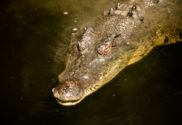 Crocodiles need management in Australia