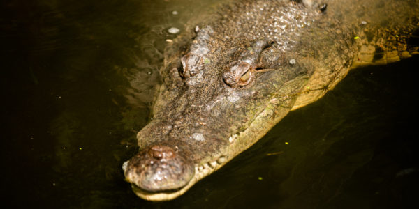 Crocodiles need management in Australia