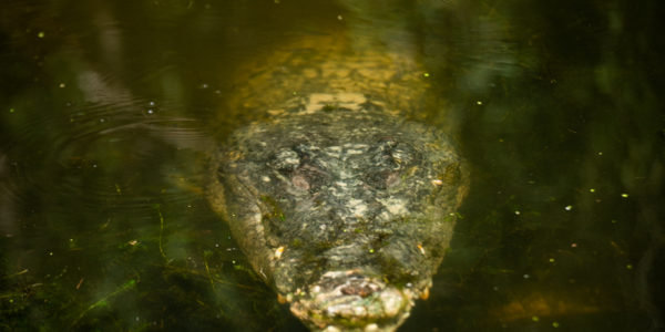 Crocodiles in Northern Australia