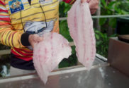 Nannygai (Scarlet Sea Perch) fillets
