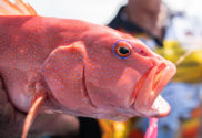 Nice coral trout caught jigging for reef fish