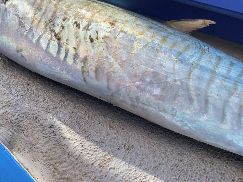 Spanish mackerel with no dorsal fin