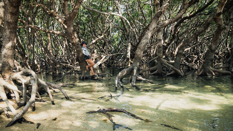 Noble Island mangrove forest