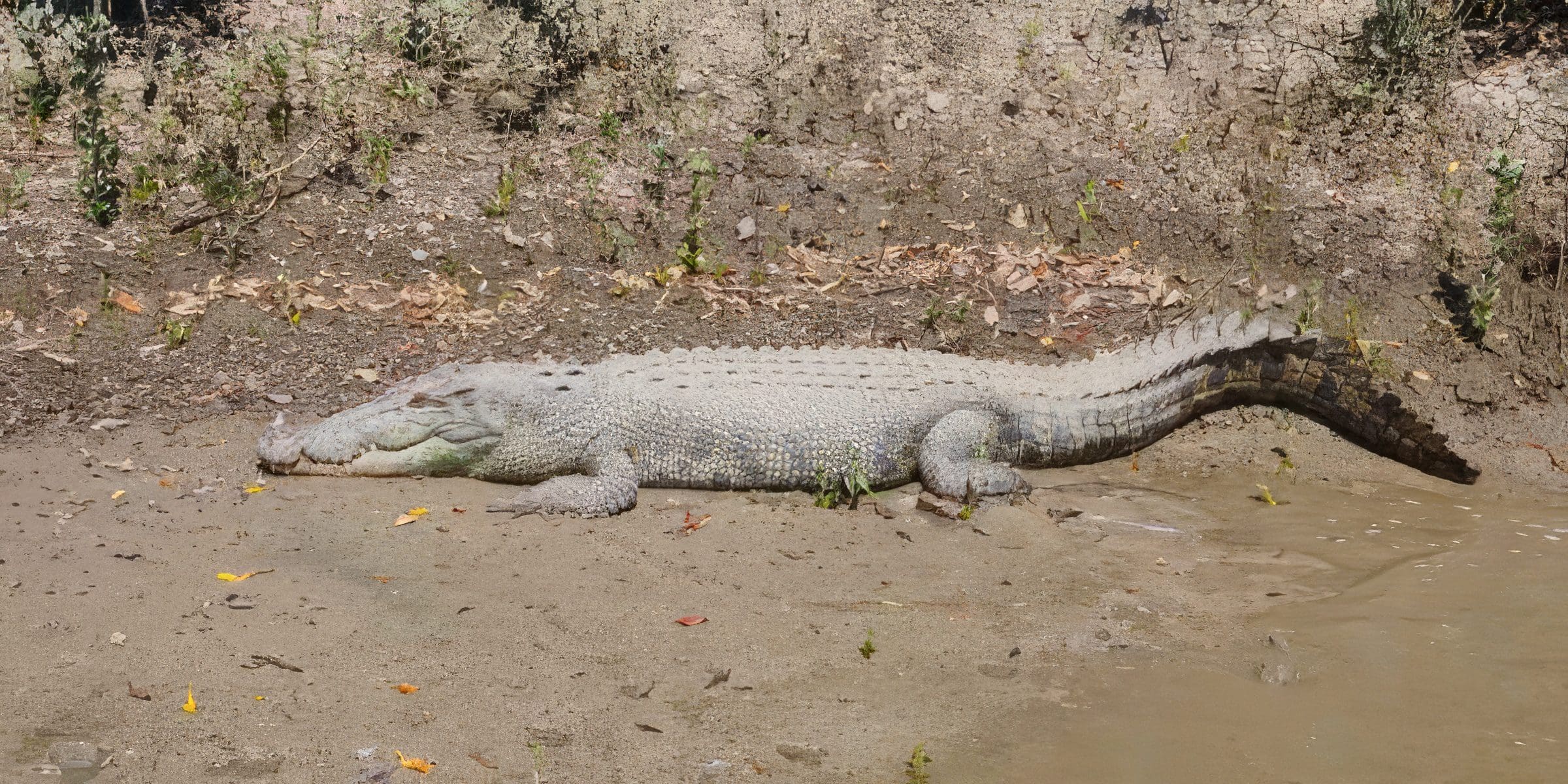 living-with-crocodiles