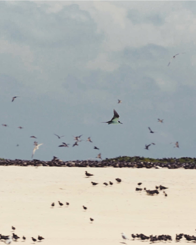 Birds on Michaelmas Cay