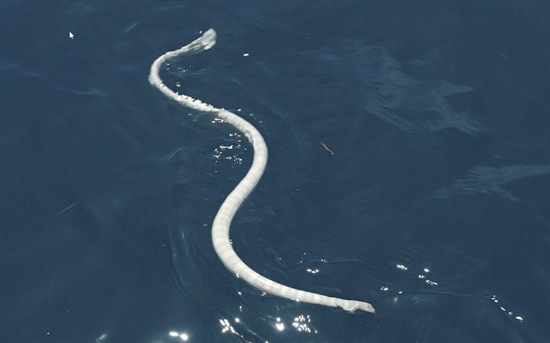 White sea snake