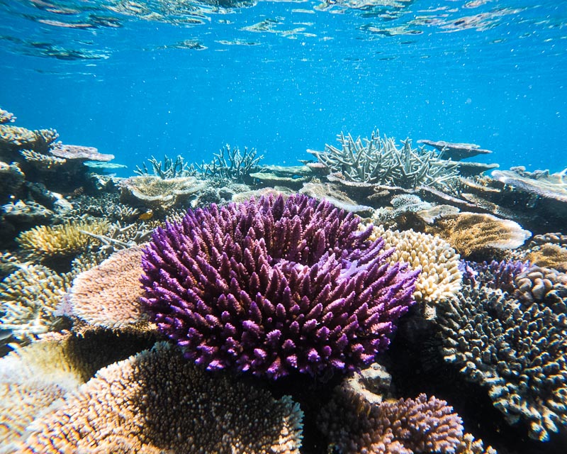 Is the barrier reef dying