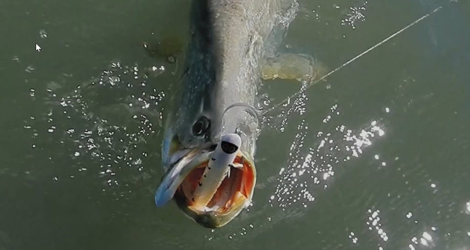 A barramundi about to be landed after getting hooked on a Halco Scorpion lure.