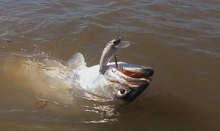 A barramundi hooked on an Old Dog Guttermaster lure