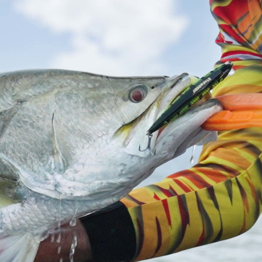 A barramundi caught using a Scaleblazer shallow diver in dirty water.