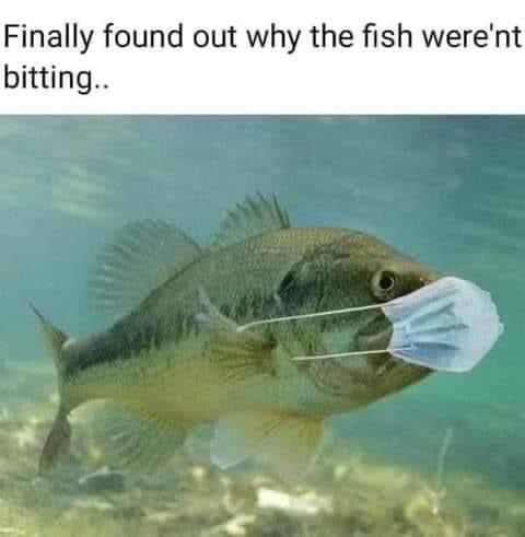 covid fishing meme