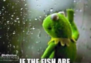 Fish thinking about me meme