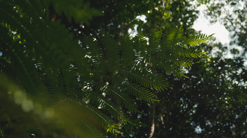 Tree fern leaf
