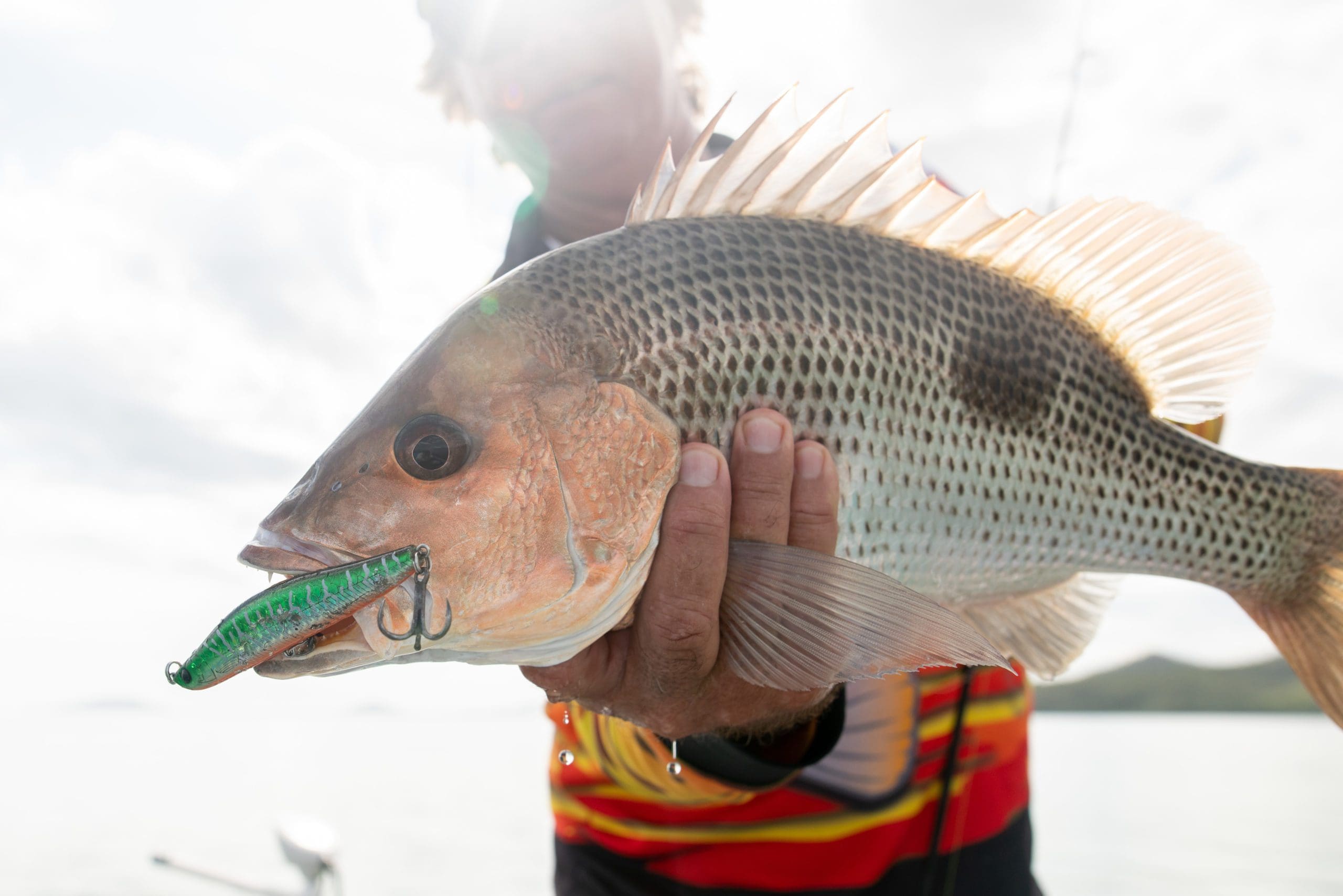 Fingermark Golden Snapper