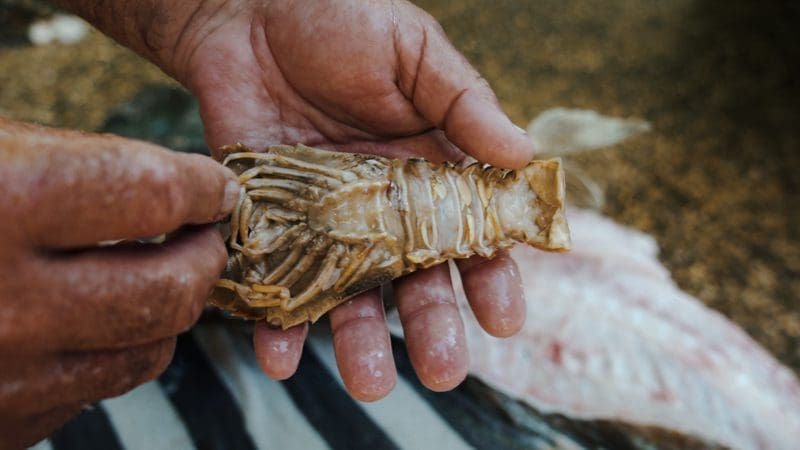 Cod feeding on Moreton bay bug