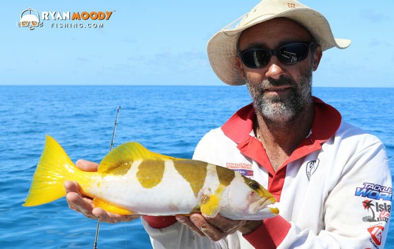 Footballer coral trout colour pattern